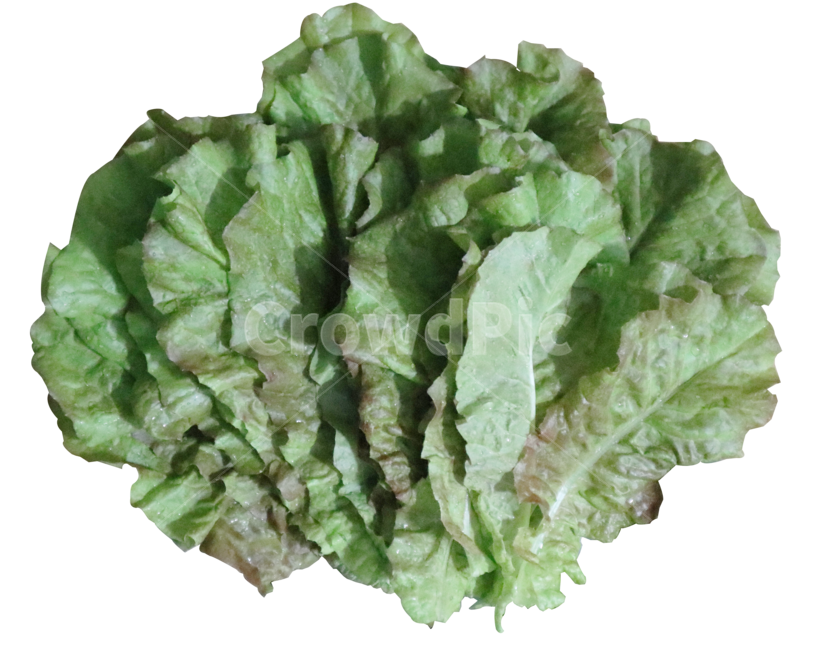 상추,야채,채소,쌈채소,음식,봄,비타민,풀,녹색,그린,채소,야채,vegetables,누끼,remove background