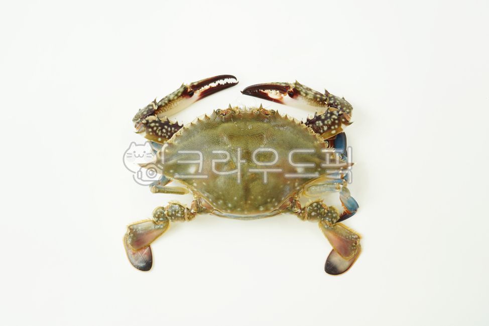 게,꽃게,해산물,바다가재,음식,재료,레시피,요리,어업,생물,집게,갑각류,해물,수산물,국내,국내산,어류,제철