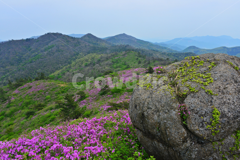 hill,언덕,flower,blossom,꽃,plant,식물,outdoors,옥외,nature,자연,경치,경관,풍경,보성,초암산,초암산봄,조암산철쭉꽃,절쭉꽃,철쭉