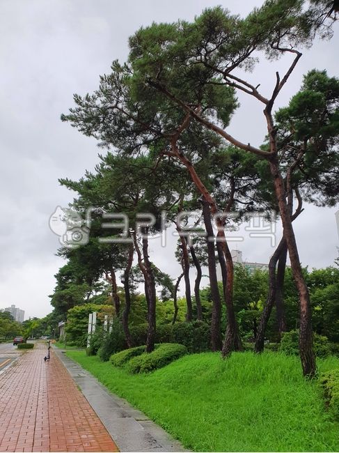 pine tree,roadside pine tree,tall pine tree,tree,Pine tree road