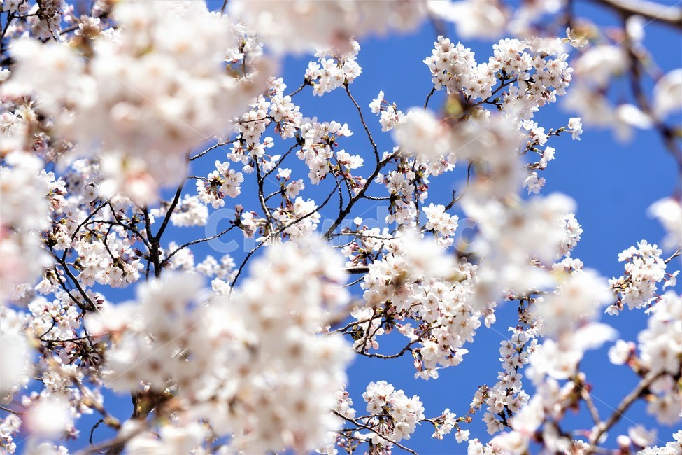 봄,벚꽃,자연,식물,나무,아름다움,봄날,따뜻함,하늘,sky,spring,nature,season,beauty,flower,tree,봄,계절,spring,season,꽃,flower,plant,blossom