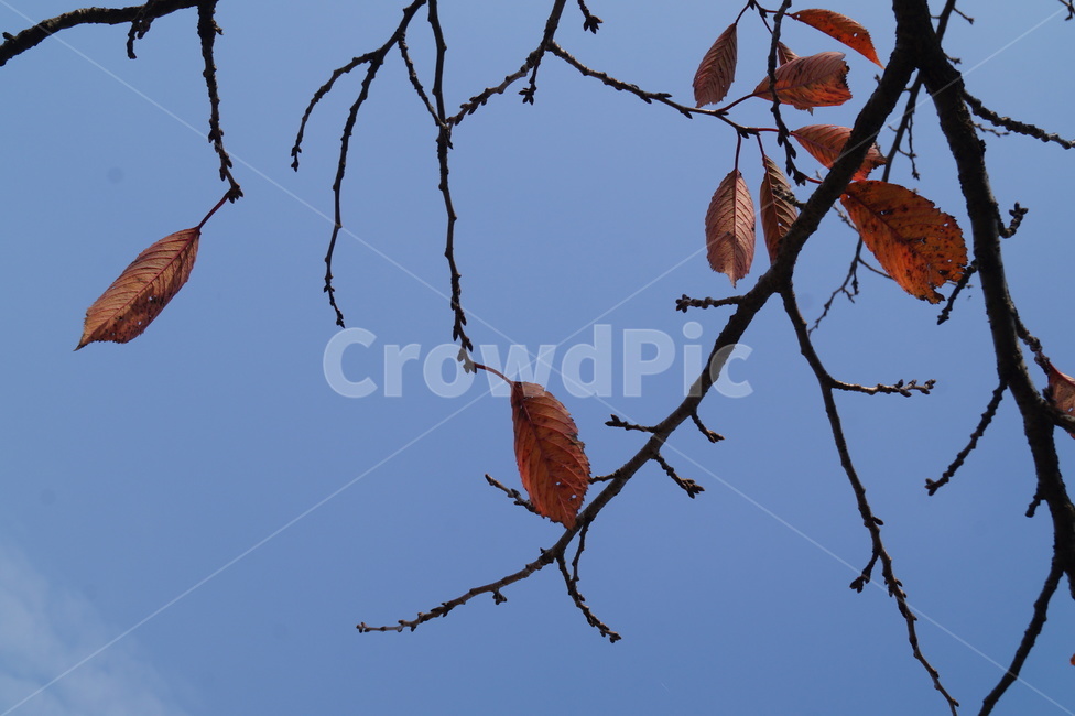 나뭇잎,나뭇가지,나무,낙엽,가을,계절,fall,autumn,쓸쓸함,백그라운드,배경,식물,자연,nature,하늘,감성,가을,계절,fall,autumn,season,animal,동물,bird,새,plant,leaf,잎