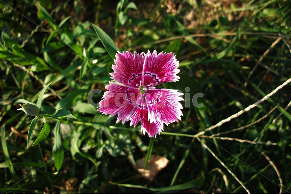 패랭이꽃,꽃,자연,식물,flower,dianthussinensis,꽃술,plant,nature,floral