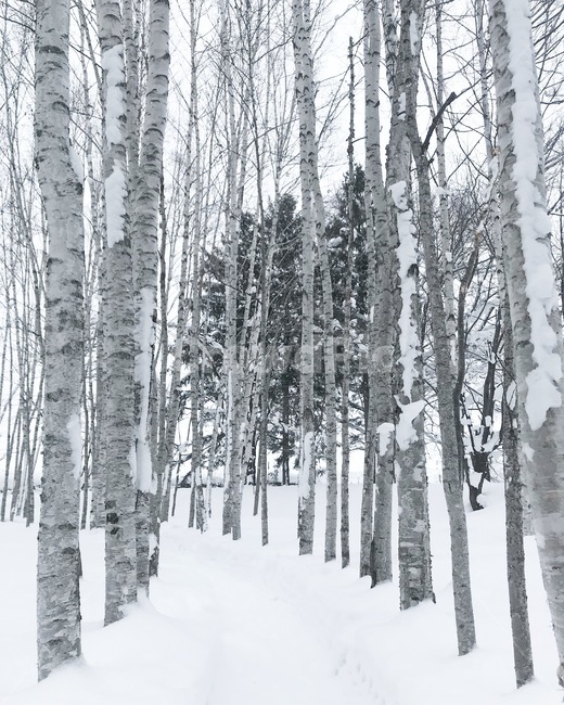 겨울,삿포로,눈,풍경,비에이,홋카이도,겨울,계절,winter,season,자연,풍경,nature,landscape,해외,외국,세계,foreign,oversea,world,세계자연풍경,해외자연풍경,외국자연풍경,world nature landscape,outdoors,옥외,snow