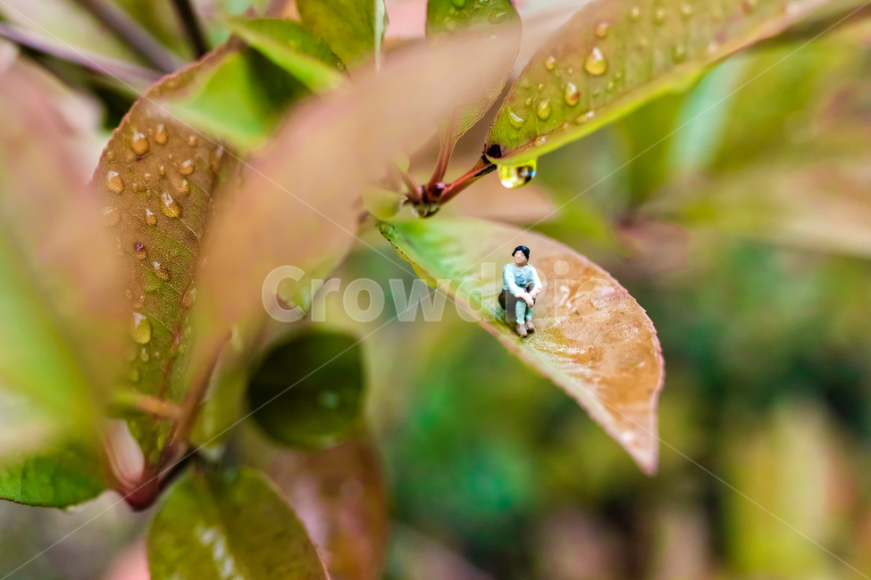 speculation,rest,rain,memory,thought,tree leaves,autumn rain,leaf,raindrop,longing,water drop,late fall,autumn,Maple