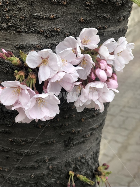 봄,cherryblossom,spring,springflowers,,봄,계절,spring,season,식물,자연,plants,nature,꽃,flower,plant,blossom