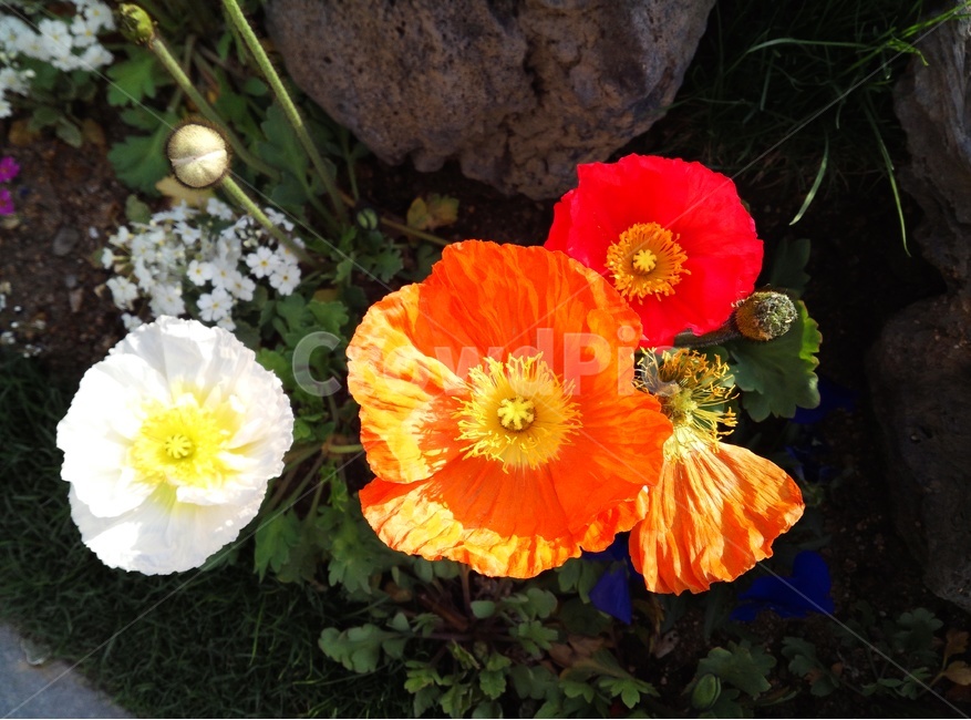 화단,꽃밭,꽃,식물,꽃봉오리,flower,plant,blossom,spring,봄