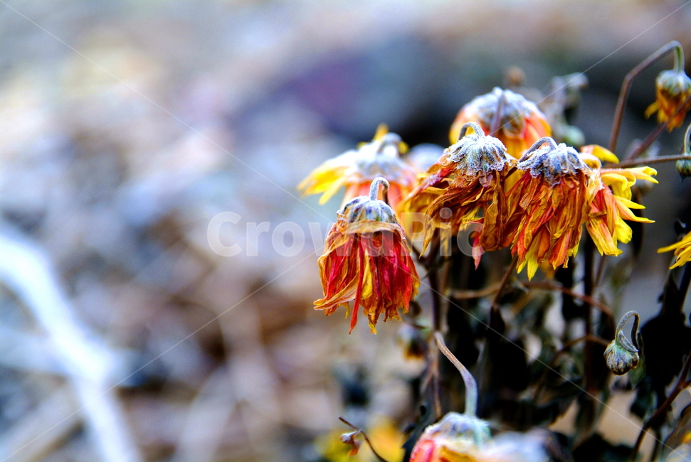 겨울,꽃,겨울꽃,시든꽃,들꽃,야생화,wildflower,flower,식물,자연,plants,nature,꽃,flower
