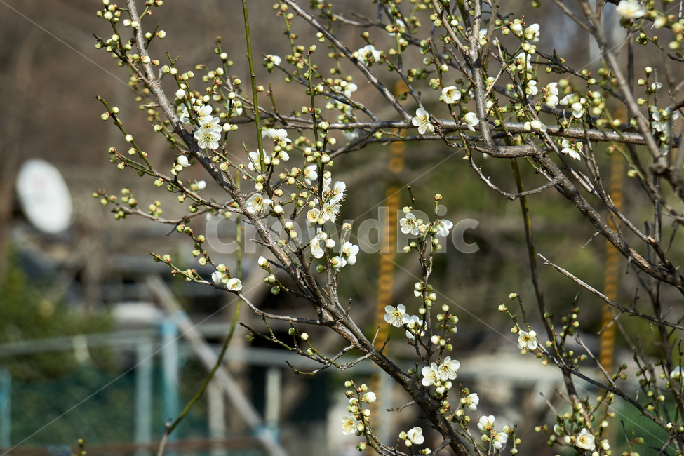 청매,매실,매화,꽃,flower,plant,자연,nature,생태계,나무,wood,봄,spring,입춘,생화,조화,화분,화원,꽃집,꽃밭,식물,식물,자연,plants,nature,꽃,flower
