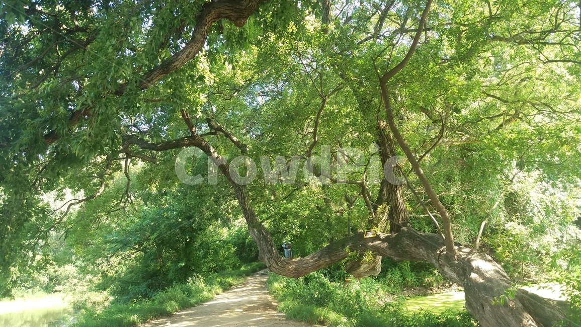 여름,여름풍경,녹색,자연,여름나무