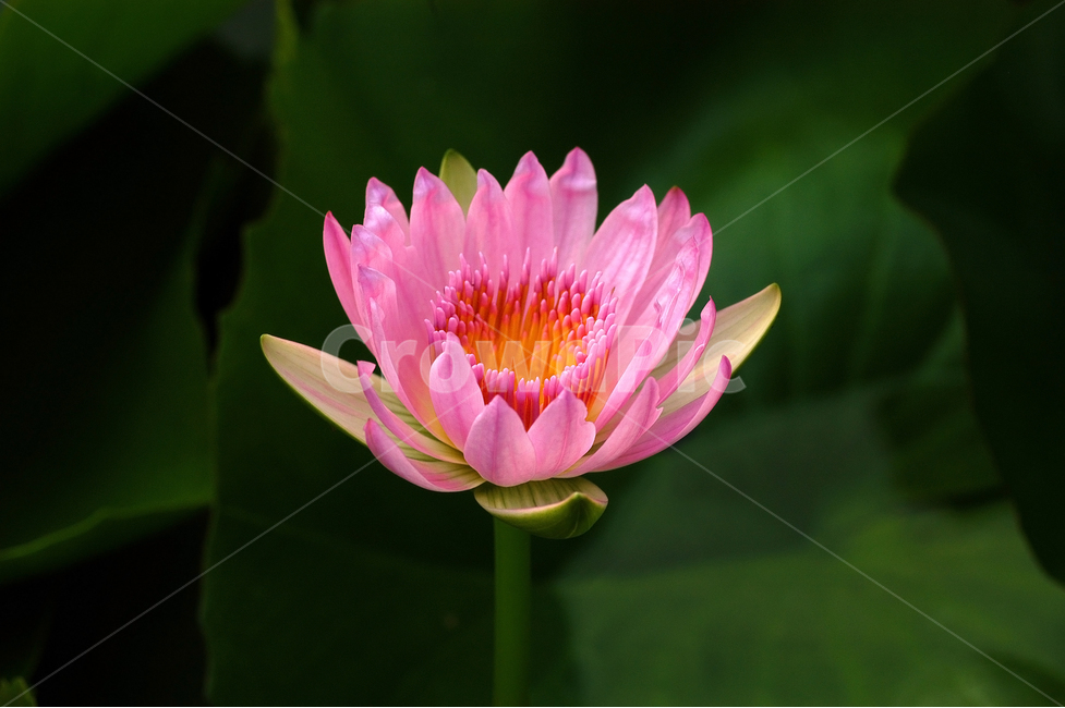 수련,연꽃,연잎,연못,꽃,플라워,식물,자연,한송이,꽃잎,식물,자연,plants,nature,꽃,flower