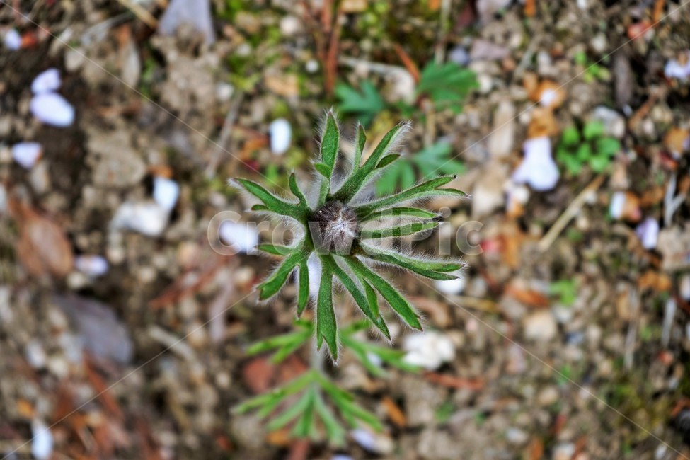 할미꽃,솜털,봄,봄꽃,자연,식물,꽃,plant,암술,수술,Pulsatillakoreana,한국특산,백두옹,독초,강장제,화왕계,여러해살이풀,미나리아재비과,쌍떡잎식물,흰털,할머니머리카락,흰머리,노인,꼬부랑,한방약재,할머니