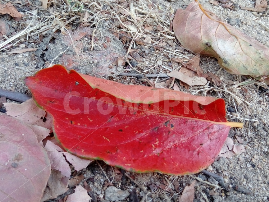 붉은잎,빨간색,잎,가을,선명하네,예쁘다,가을,계절,fall,autumn,season,식물,자연,plants,nature,plant,leaf,ground,바닥