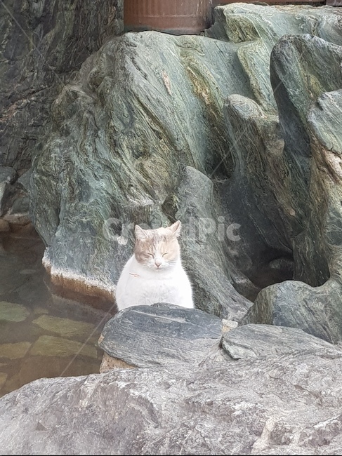 고양이,온천,온천냥이,휴가,휴식,고양이,cat,kitten,kitty
