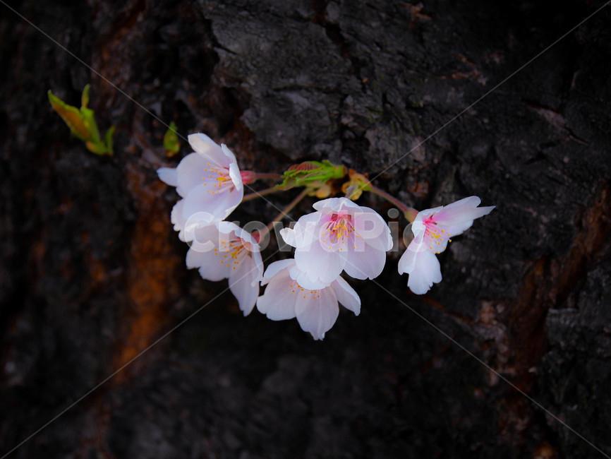 봄,벚꽃,꽃,봄꽃,분홍,새싹,나무,자연,새순,flower,blossom,cherryblossom