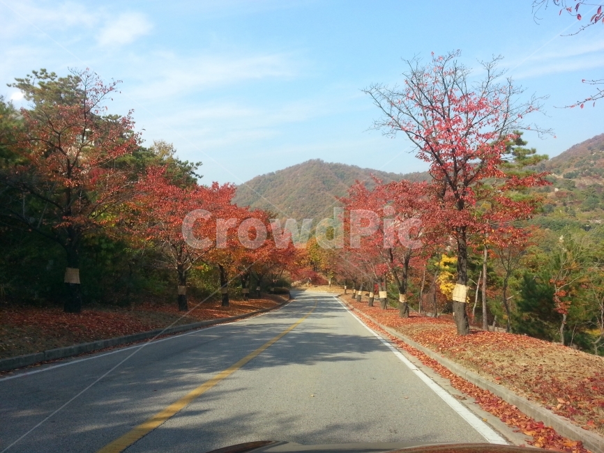 가을,단풍,골프장,하늘,나무,가을,계절,fall,autumn,season,자연,풍경,nature,landscape,한국자연풍경,한국자연경관,korea nature landscape,asphalt,아스팔트,tree,plant,식물,road,도로,maple