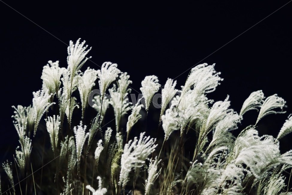 가을,겨울,밤,계절,느낌,가을,계절,fall,autumn,season,nature,자연,outdoors,옥외,ice,빙,snow,눈,frost,서리,plant,식물,grass,잔디