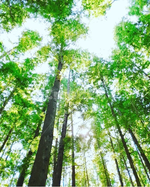 나무,햇빛,숲,자연,식물,여름,시원한,배경,tree