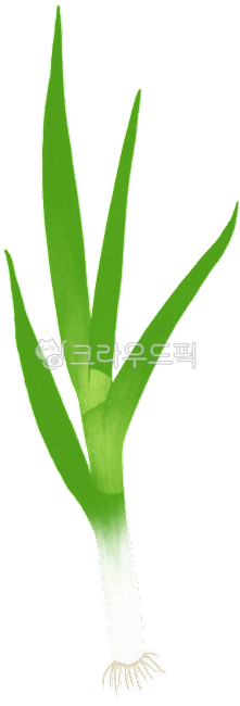 대파, 파, 대파일러스트, 대파그림, 대파한대, 사진,이미지,일러스트,캘리그라피 - Oseleta작가