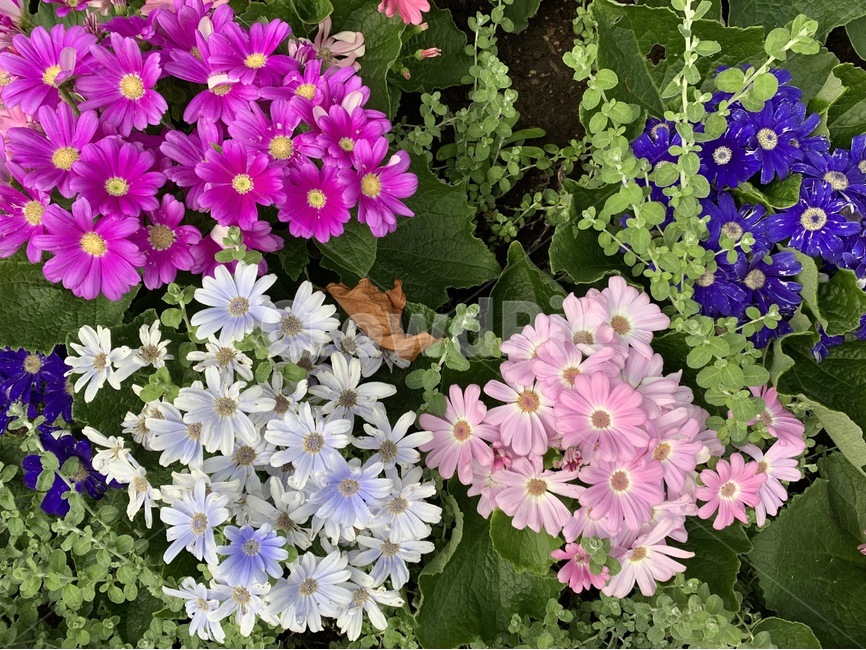 꽃,여러색깔,이쁨,분홍색,보라색,식물,자연,plants,nature,꽃,flower