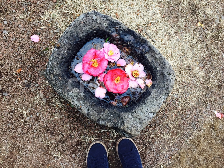 꽃,인테리어,화단,마당,감성,발,물,꽃,flower