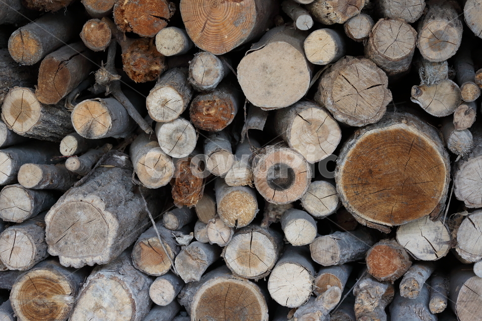 나무,장작,단면,wood,firewood,나무,trees,wood