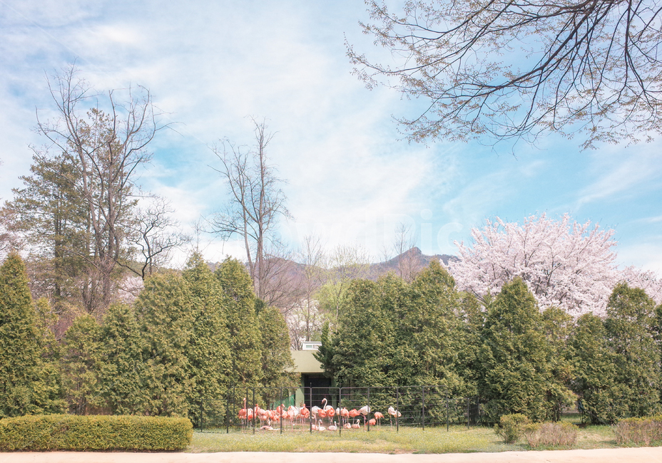 벚꽃,벚꽃나무,자연,봄,계절,동물원,홍학