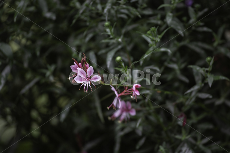 식물,자연,꽃,홍접초,여름,식물,자연,plants,nature,꽃,flower