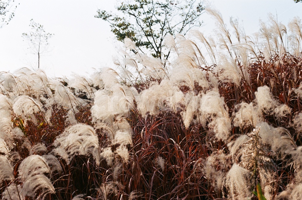 갈대,갈대밭,가을,풀,풍경,자연,가을,계절,fall,autumn,season,grass,잔디,plant,식물,lawn,reed