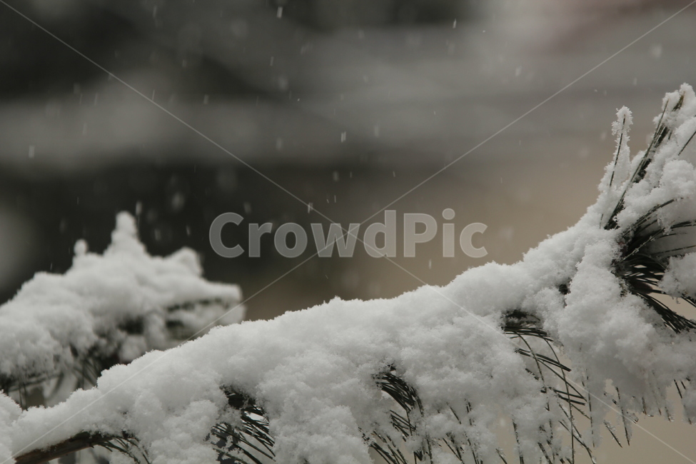 눈,snow,잣나무,Nutpin,트리,겨울,계절,winter,season,식물,자연,plants,nature