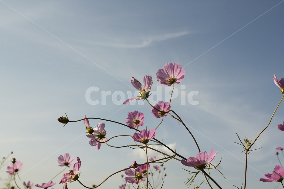 코스모스,하늘하늘,분홍코스모스,꽃,자연,가을꽃,식물,자연,plants,nature,꽃,flower