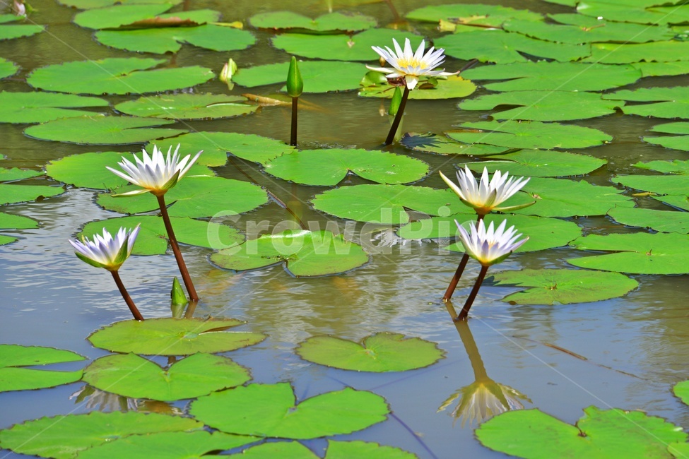 plant,식물,flower,blossom,꽃,leaf,잎,outdoors,옥외,nature,자연,수련,연잎,연못,물,백련