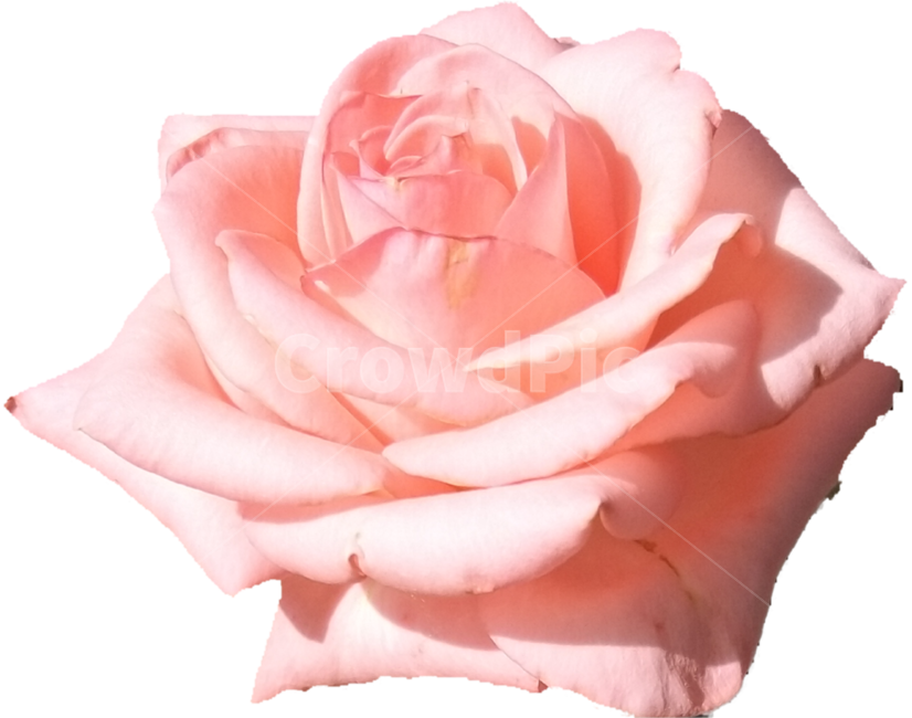 꽃,장미꽃,모란꽃,꽃한송이,붉은꽃,flower,redflower,꽃,flower,누끼,remove background