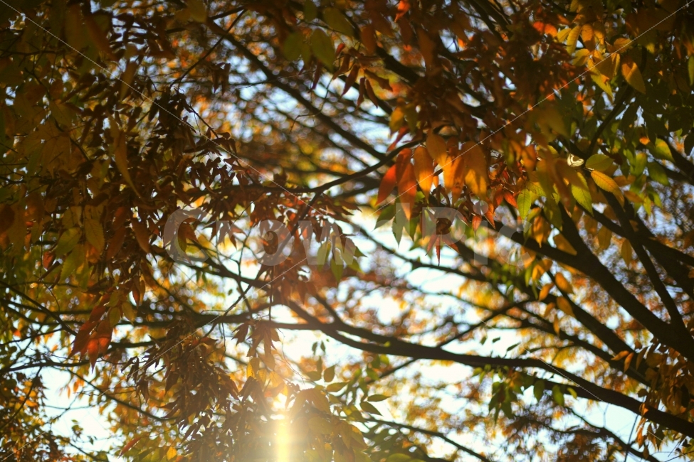 늦가을,낙엽,역광,나무,빛내림,가을,tree,spring,가을,계절,fall,autumn,season,식물,자연,plants,nature,나무,trees,wood,light,빛,flare,플레어