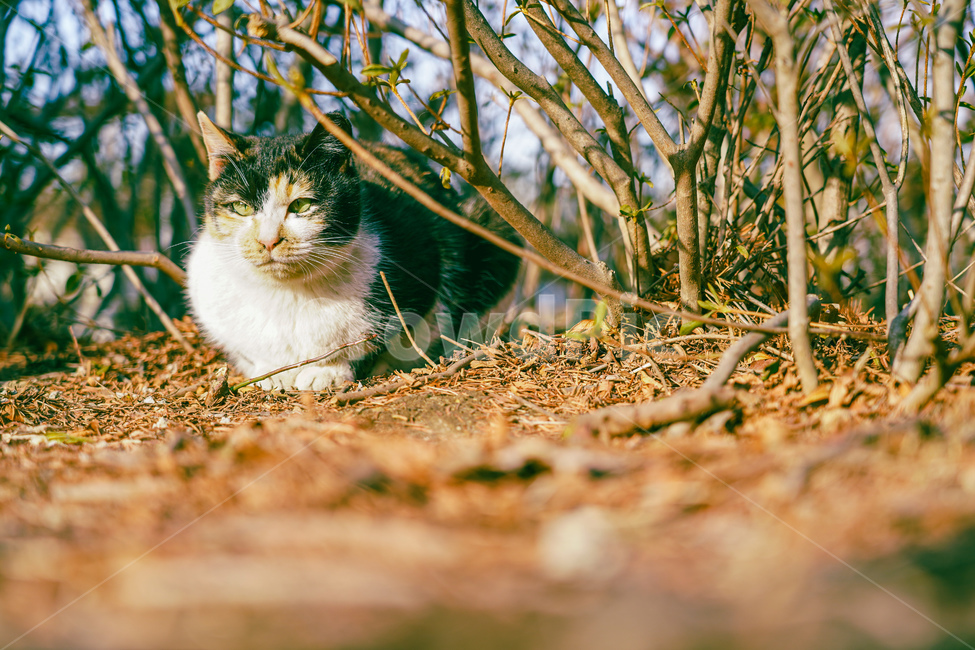 고양이,귀여운,길고양이,호랑이,매력적,슬금슬금,cat,애완동물,동물,animal,포유류,mammal,고양이,cat,kitten,kitty