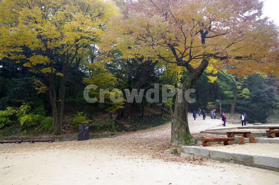 가을,fall,나무,식물,plant,단풍,가을,계절,fall,autumn,season,자연,풍경,nature,landscape,tree,tree trunk,나무 줄기