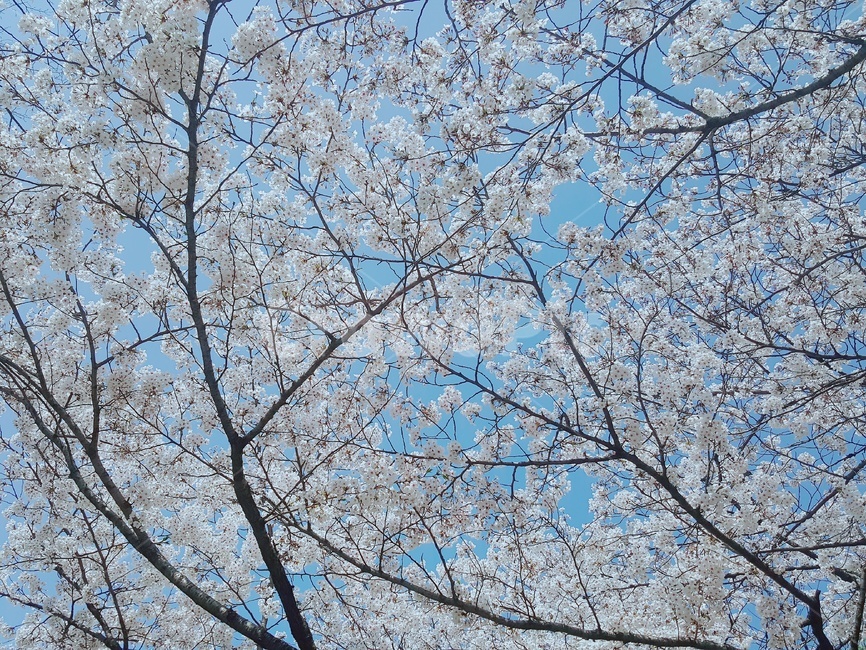 벚꽃,봄,만개,축제,연분홍,팝콘,가지,폭신폭신
