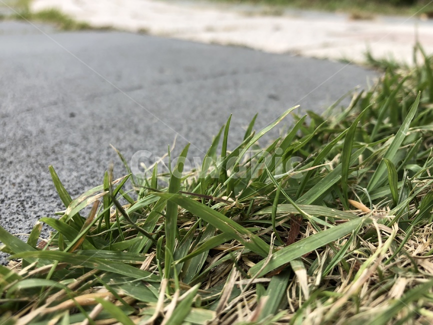 길,공원,잔디,풀,야외,식물,자연,plants,nature