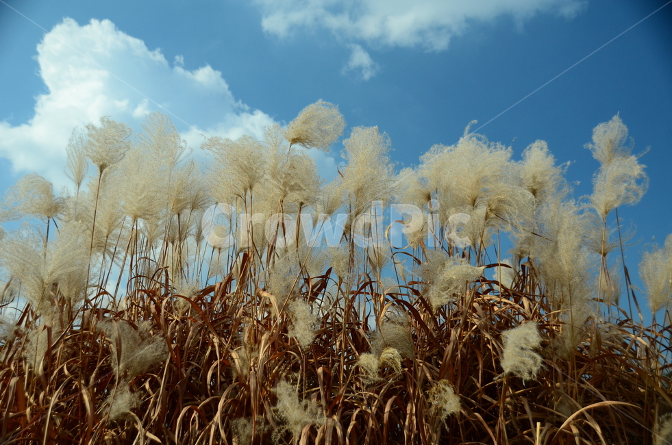 억새밭,억새,억새꽃,벼과,가을,한국풍경,자연,식물,가을,계절,fall,autumn,season,식물,자연,plants,nature,grass,잔디,plant,lawn,reed,갈대