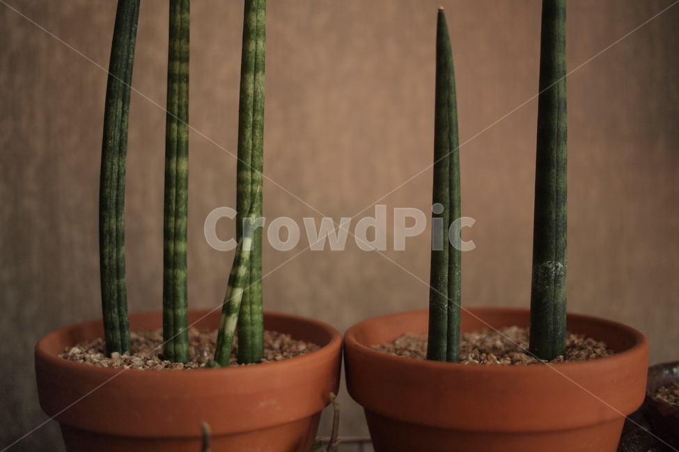 plant,식물,세로,pot,화분,집,주황색