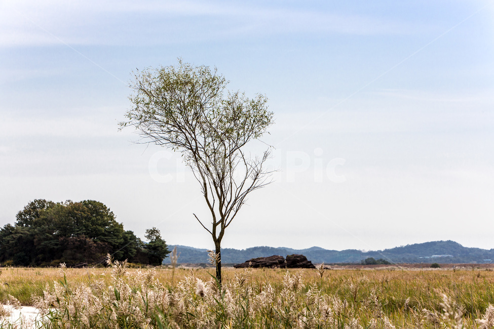 우움도,갈대,습지,휴식,풍경,구름,감성,자연,풍경,nature,landscape,한국자연풍경,한국자연경관,korea nature landscape,식물,plants,나무,trees,wood,outdoors,옥외,field,들,grassland,목초지,savanna,대초원,plant,tree
