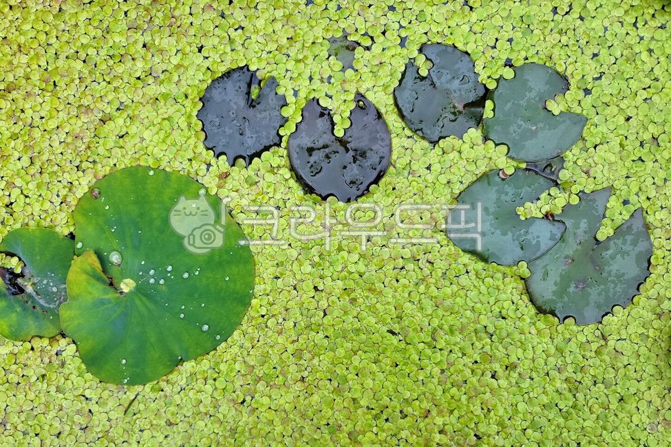 개구리밥,부평초,여러해살이풀,천남성과,녹빈,창빈