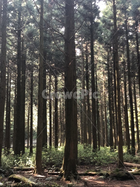 숲,나무,감성샷,공기,자연,forest,tree