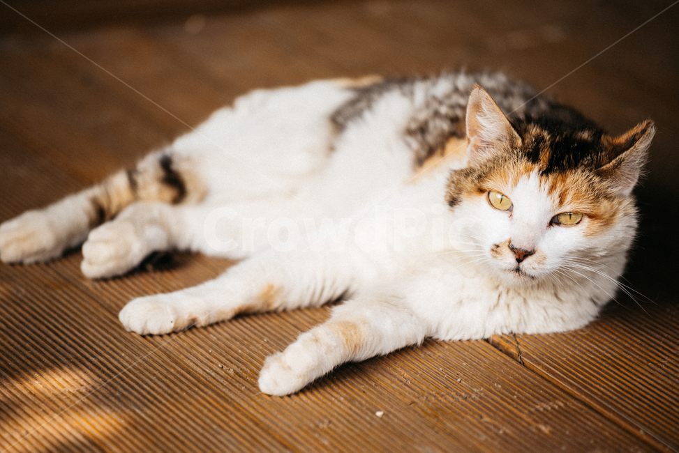 고양이,캣,냥냥이,길고양이,삼색이,치즈냥,냥,cat,동물,동물,animal,포유류,mammal,고양이,cat,kitten,kitty