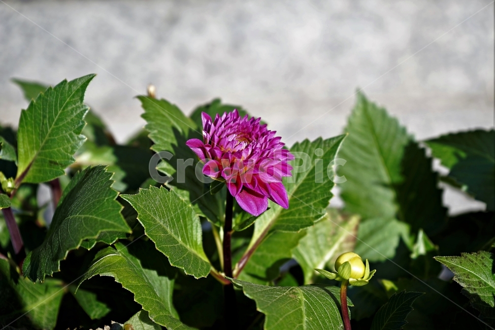 봄,정원,가드닝,원예,원예식물,화려,식물,꽃,bloom,colorful,floral,flower,gardenflowers,happymind,life,nature,plant,spring,garden,scent,healing