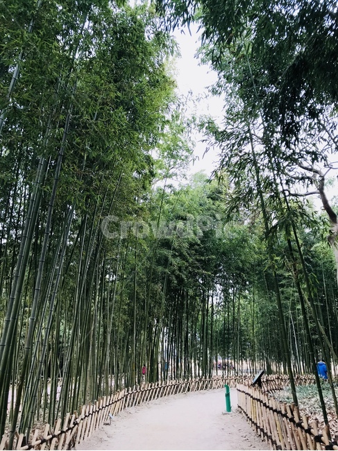대나무숲,대나무,울산,산책,힐링,나무,trees,wood