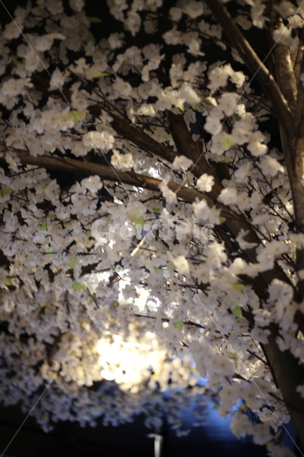 매화,꽃,조명,조화,자연,꽃,flower