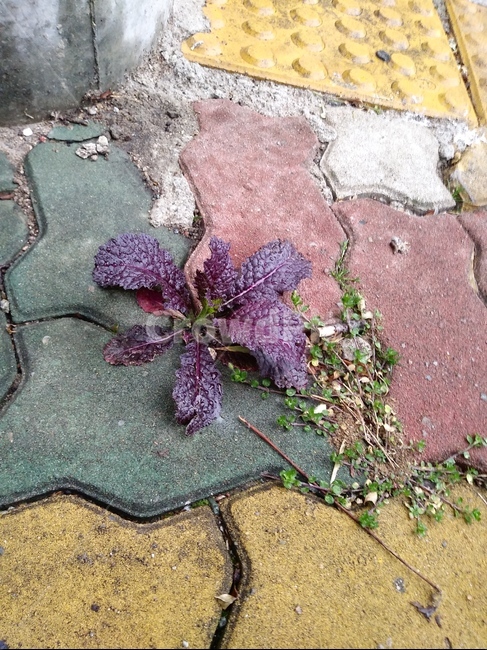 식물,plant,잎,leaf,보라색