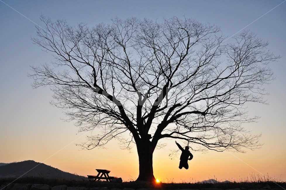 전남,화순,사랑나무,일몰,점프샷,nature,자연,silhouette,실루엣,화순사랑나무,사랑나무일몰,사랑나무점프샷,자연,풍경,nature,landscape,실루엣,그림자,silhouette,shadow,outdoors,옥외