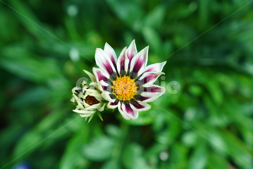 식물,꽃,화분,flower,blossom,식물,자연,plants,nature,꽃,flower